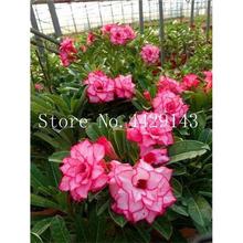 100% True Desert Rose Bonsai Ornamental Plants Balcony Bonsai Potted Flowers Drawf Adenium Obesum Bonsai -1 Particles/lot