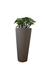 Syngonium Plant Matuba slim Pot