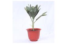 Metalica Palm Regular Pot 10 Inch