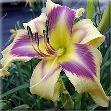 New 100 Pcs/Bag Fresh Rare Hybrid Daylily Flowers Hemerocallis Lily Indoor Bonsai Home Garden Supplies for Flower Pot