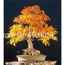 Hot Sale! 20 pcs American Maple Seedsplant Bonsai Tree Seedling