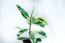 Ficus Elastica Mixed- Rubber Plant plant