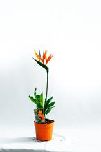 Bird of Paradise Plant