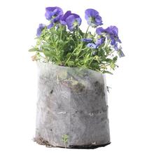 Medium Pansy Plant in Nursery Grow Bag