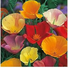 Floriculture 20 Flowers Seeds California Poppy Flower Mix Colour Seeds F1 Hybrid Seeds For Garden And Balcony