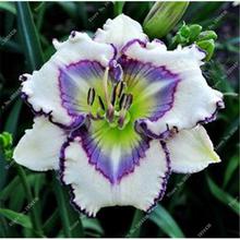 New 100 Pcs/Bag Fresh Rare Hybrid Daylily Flowers Hemerocallis Lily Indoor Bonsai Home Garden Supplies for Flower Pot