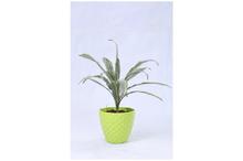 White Stripes Dracaena Regular Pot 6 Inch