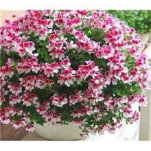 100 Pcs Colorful Bonsai Geranium Flower Rare Variegated Geranium Bonsai Potted Indoor Rooms Home Garden Flower For Bonsai Plant