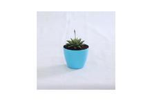 Succulent Regular Pot 4 Inch