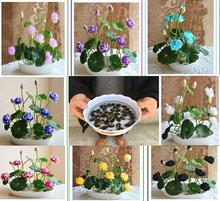 16 Seeds Of Mixed Flower Lotus Seeds/ Seed Kamalgatta