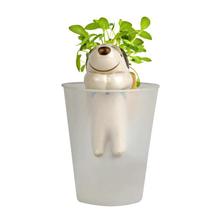 White/Green Real Touch-Me-Not Plant With Various Pots