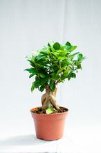 Ficus Bonsai Plant