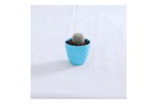 Cactus Regular Pot 4Inch