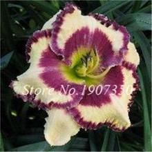 100 Pcs/Bag Fresh Bonsai Hemerocallis Middendorffii Daylily