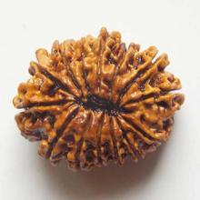 14 face Rudraksha