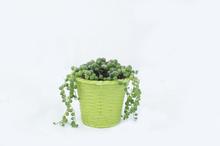 String of Pearls Plant 4 Inch