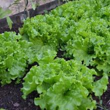 Lettuce Green Leaf seeds ( 200 seeds)