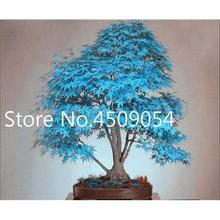 Hot Sale! 20 pcs American Maple Seedsplant Bonsai Tree Seedling