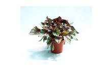 Begonia Mix with Maroon Green leaves flowering plant