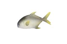 Fish Rubber Toy ( Grey )