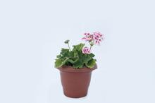 Geranium Pink plant