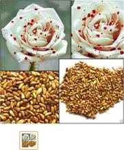 Mixed 5 Types Of Rose Seeds Total 10 Seeds