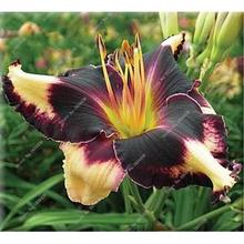 New 100 Pcs/Bag Fresh Rare Hybrid Daylily Flowers Hemerocallis Lily Indoor Bonsai Home Garden Supplies for Flower Pot