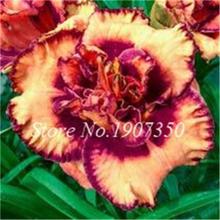 100 Pcs/Bag Fresh Bonsai Hemerocallis Middendorffii Daylily