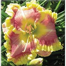 New 100 Pcs/Bag Fresh Rare Hybrid Daylily Flowers Hemerocallis Lily Indoor Bonsai Home Garden Supplies for Flower Pot