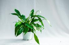 Peace lily plant