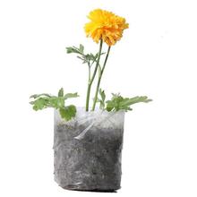 Ranunculus Plant in Nursery Grow Bag