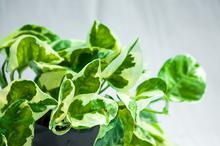 Money Plant Njoy