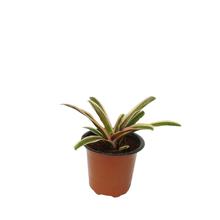 Pink Bromeliad Indoor Plant, Home Decor, Decorative Plant, Green Plant