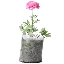 Ranunculus Plant in Nursery Grow Bag