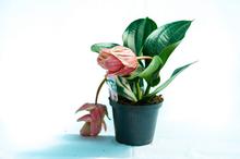 Medinilla Candy plant