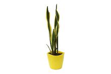 Snake Plant