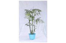 Bamboo Palm Regular Pot 12 Inch