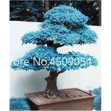 Hot Sale! 20 pcs American Maple Seedsplant Bonsai Tree Seedling