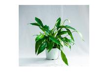 Peace Lilly Plant