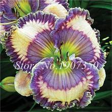 100 Pcs/Bag Fresh Bonsai Hemerocallis Middendorffii Daylily