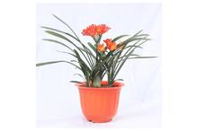 Clivia Regular Pot Inch 12 Inch