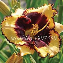 100 Pcs/Bag Fresh Bonsai Hemerocallis Middendorffii Daylily