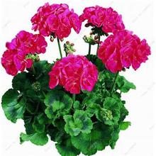 100 Pcs Colorful Bonsai Geranium Flower Rare Variegated Geranium Bonsai Potted Indoor Rooms Home Garden Flower For Bonsai Plant