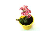 Kalanchoe Plant