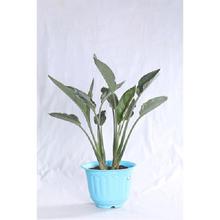 Bird of Paradise Regular Pot 12 Inch