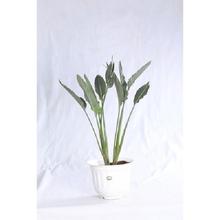 Bird of Paradise Regular Pot 12 Inch