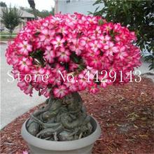 100% True Desert Rose Bonsai Ornamental Plants Balcony Bonsai Potted Flowers Drawf Adenium Obesum Bonsai -1 Particles/lot