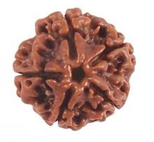 5 face Rudraksha per KG