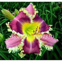 100 Pcs/Bag Fresh Bonsai Hemerocallis Middendorffii Daylily