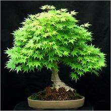 SALE- bonsai 100% True Japanese Red Maple Tree